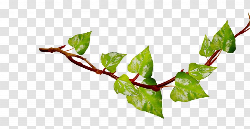 Twig Plant Stem Leaf Plants - Flowering Transparent PNG