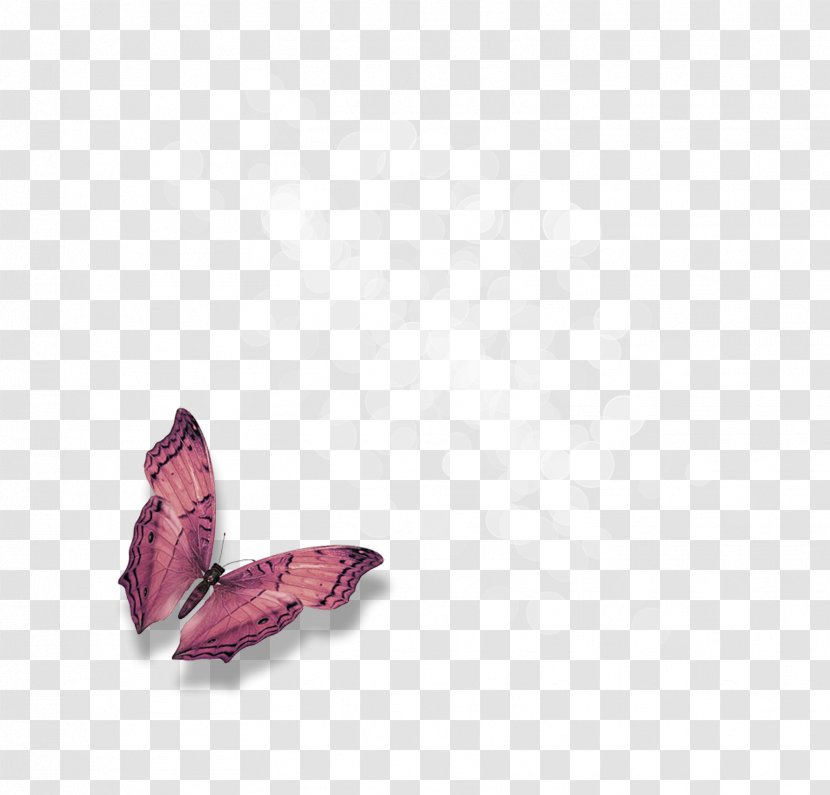 Desktop Wallpaper YouTube Clip Art - Magenta - Butterflies Transparent PNG