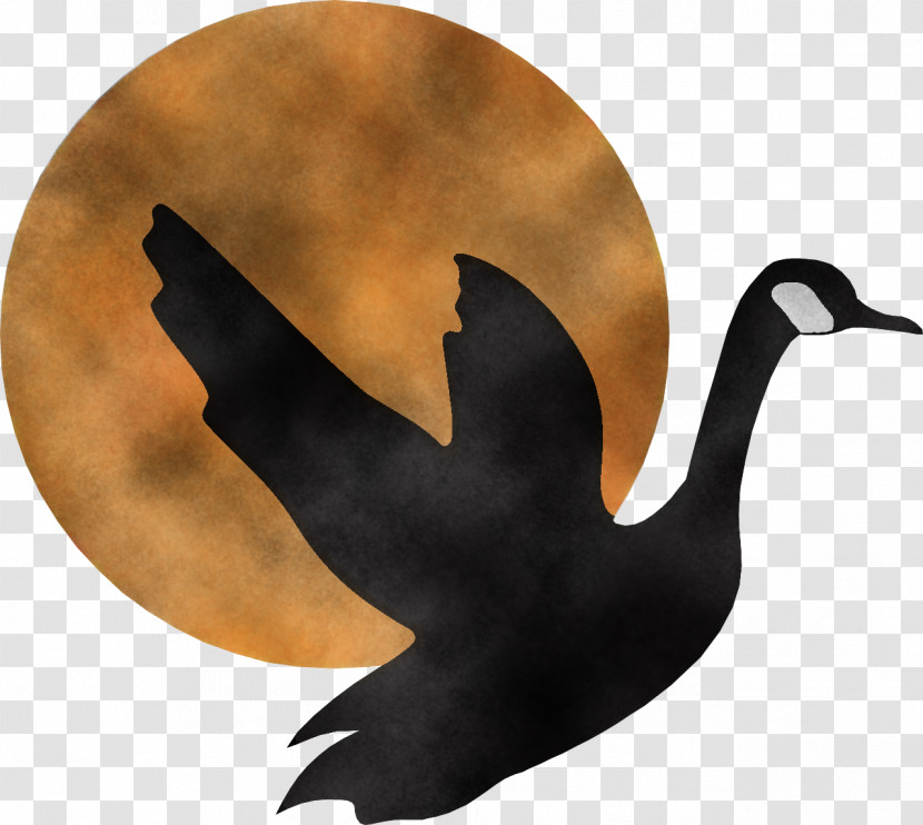 Bird Water Bird Goose Ducks, Geese And Swans Black Swan Transparent PNG