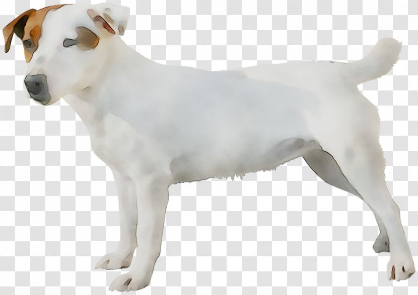 Jack Russell Terrier Parson Dog Breed Companion - Rare Transparent PNG