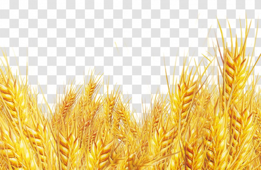 Oat Bran Emmer Durum - Food - Golden Wheat Transparent PNG
