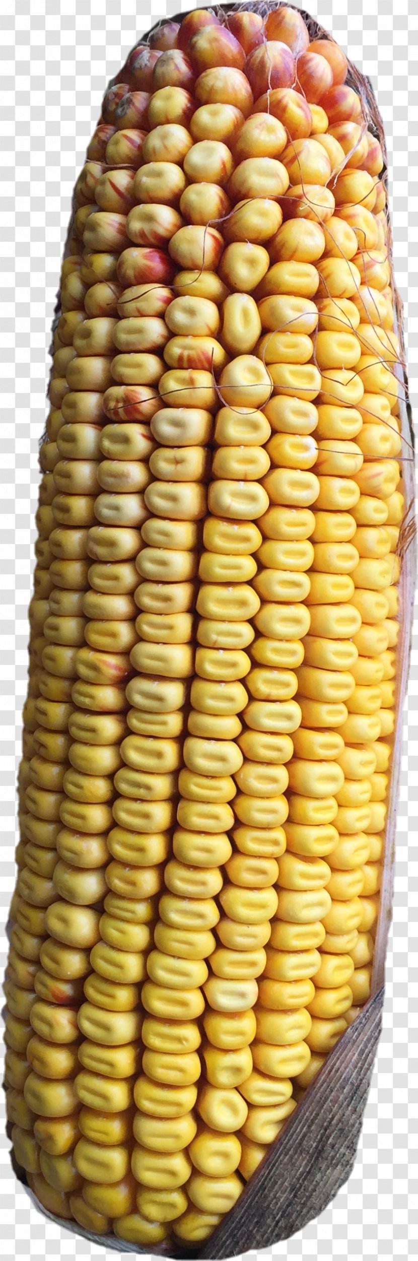 Corn On The Cob Commodity - Cuisine - Seed Transparent PNG