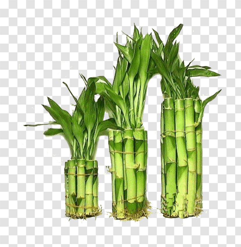 Lucky Bamboo Tropical Woody Bamboos Houseplant Guiana Chestnut - Herb - Plant Transparent PNG