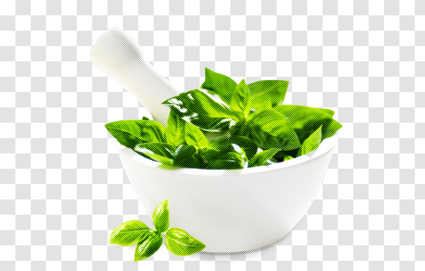 Leaf Herbal Basil Plant Food Transparent PNG