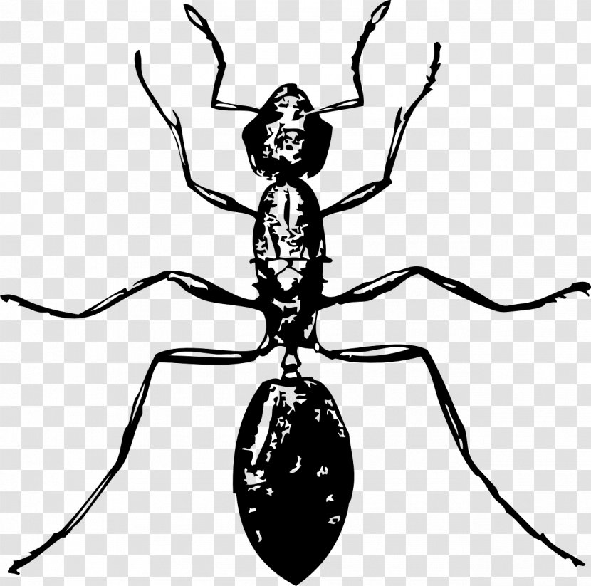 Ant Insect Clip Art - Monochrome Photography Transparent PNG