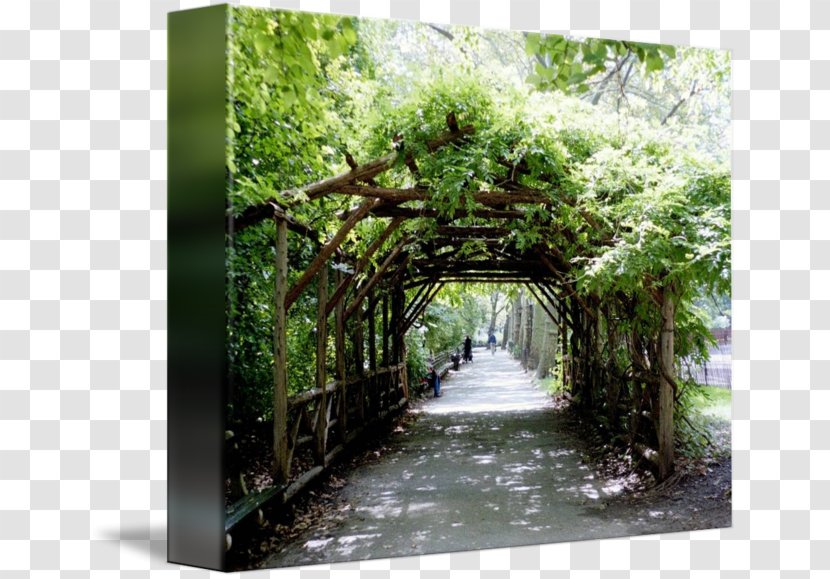 Flora Und Botanischer Garten Köln Botanical Garden Coffee Cup Gitter Arch Linux - Central Park Transparent PNG