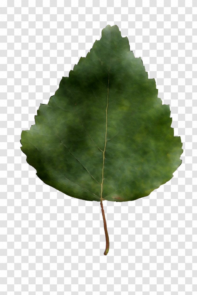 Leaf Tree - Plane - Plant Pathology Transparent PNG