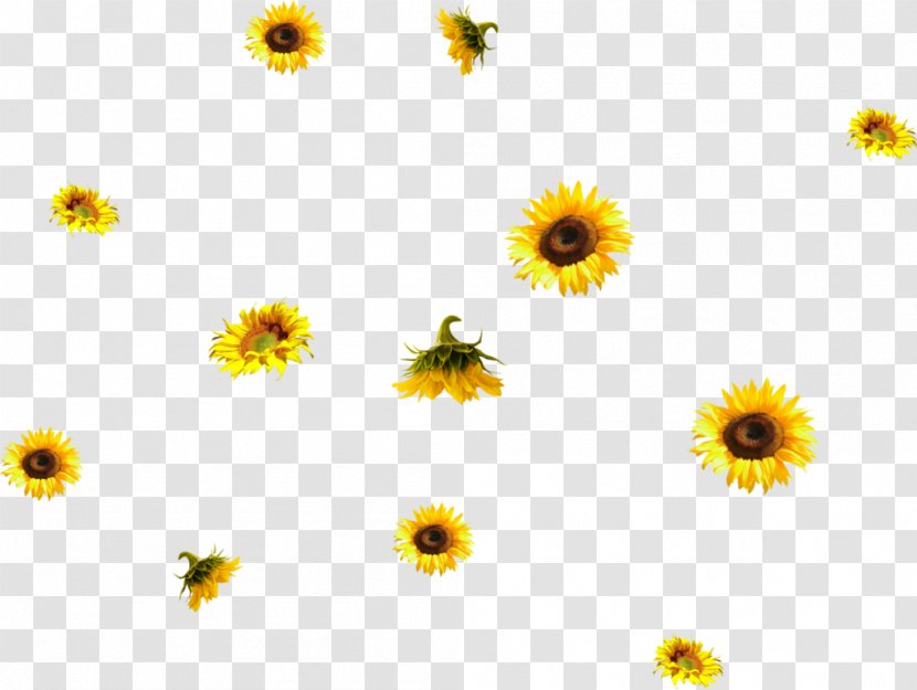 Common Sunflower PhotoScape - Daisy Family Transparent PNG