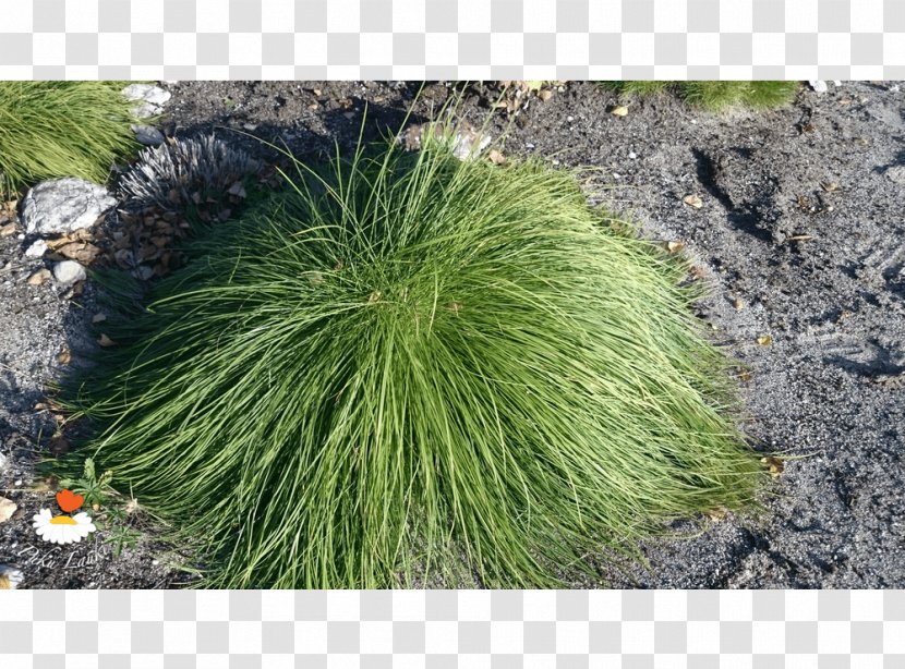Plant Community Grasses Herb Groundcover Transparent PNG