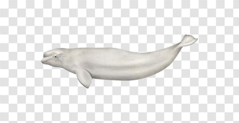 Beluga Whale Polar Bear Whales Killer Cetaceans - Marine Mammal Transparent PNG