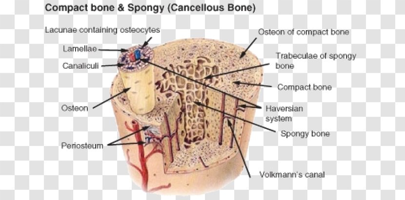 Long Bone Compact Bot Osteon Human Skeleton - Cartoon - Structural Combination Transparent PNG