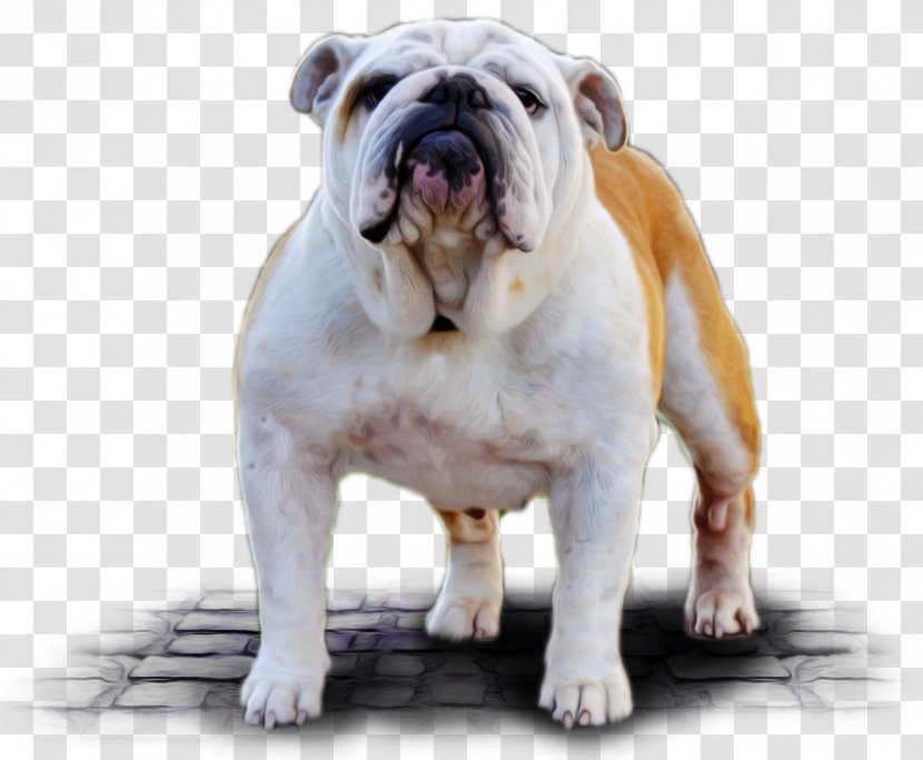 Dorset Olde Tyme Bulldogge English Toy Bulldog White Australian - British Bulldogs - Maya The Bee Transparent PNG