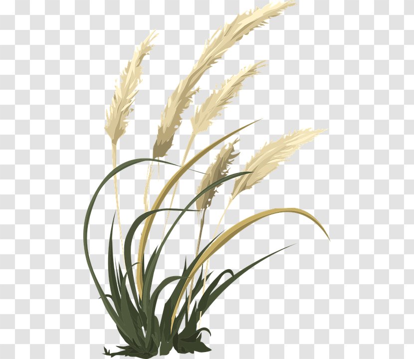 Clip Art Emmer Image - Flowering Plant - Agriculture Clipart Transparent PNG