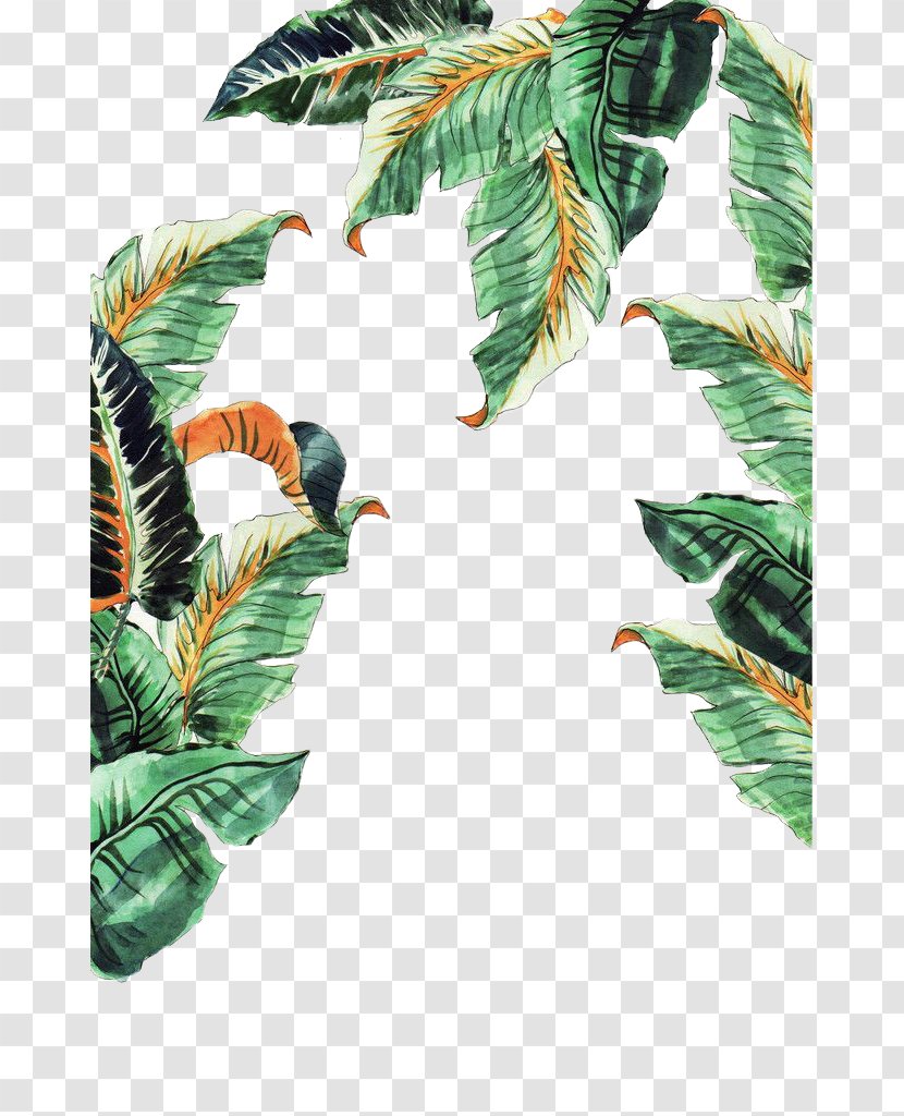 Musa Basjoo Leaf Banana - Hand-painted Leaves Transparent PNG