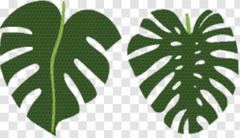 Green Leaf Background - Botany Plant Transparent PNG