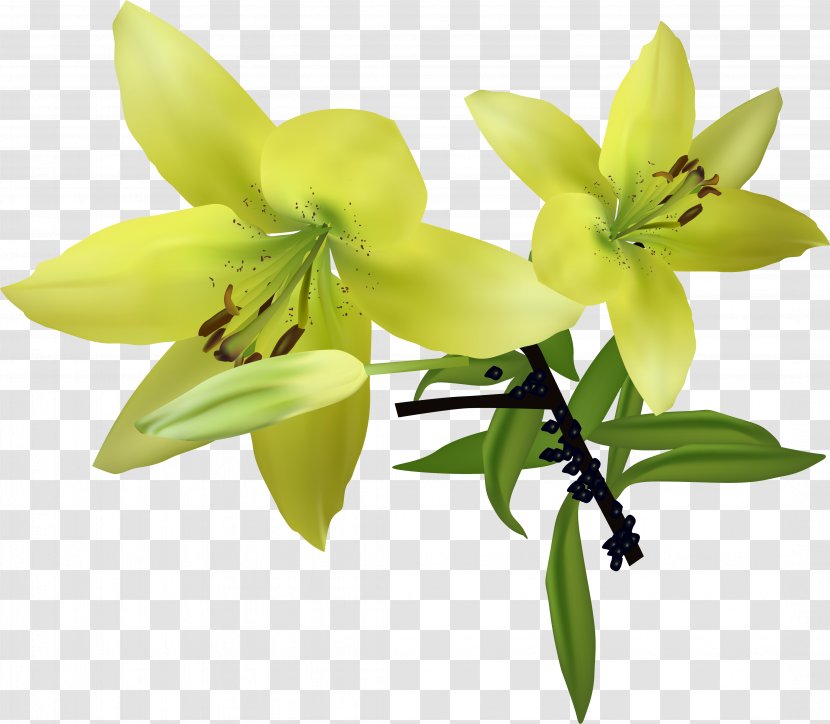Lilium Download - Flower - Blooming Lily Transparent PNG