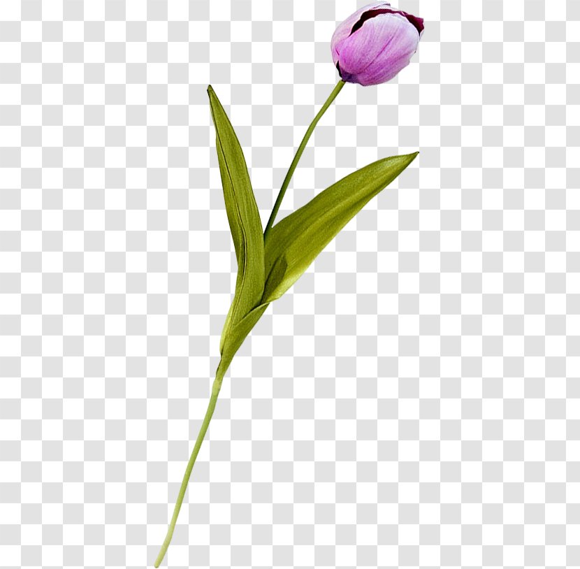 Tulip Plant Stem Petal Diary LiveInternet Transparent PNG