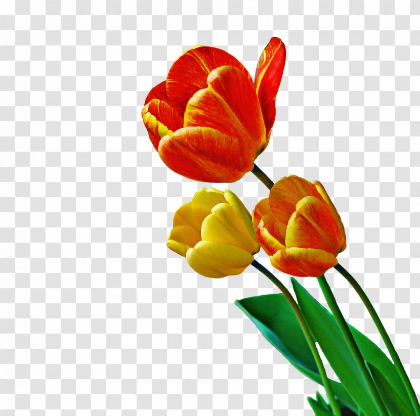 Flower Tulip Petal Cut Flowers Yellow - Bud Plant Stem Transparent PNG