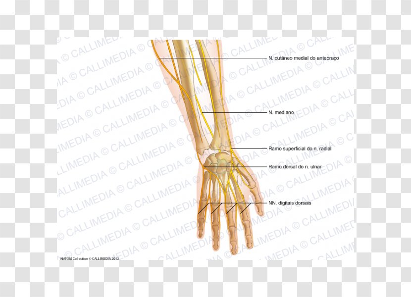 Finger Radial Nerve Forearm Human Anatomy - Flower - Hand Transparent PNG