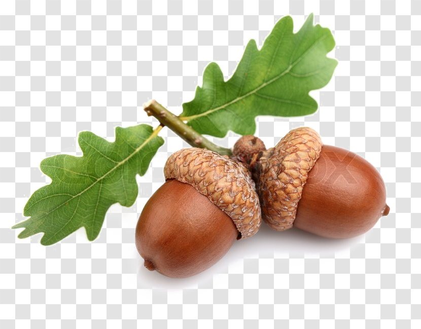 Acorn Oak Stock Photography Royalty-free - Istock Transparent PNG