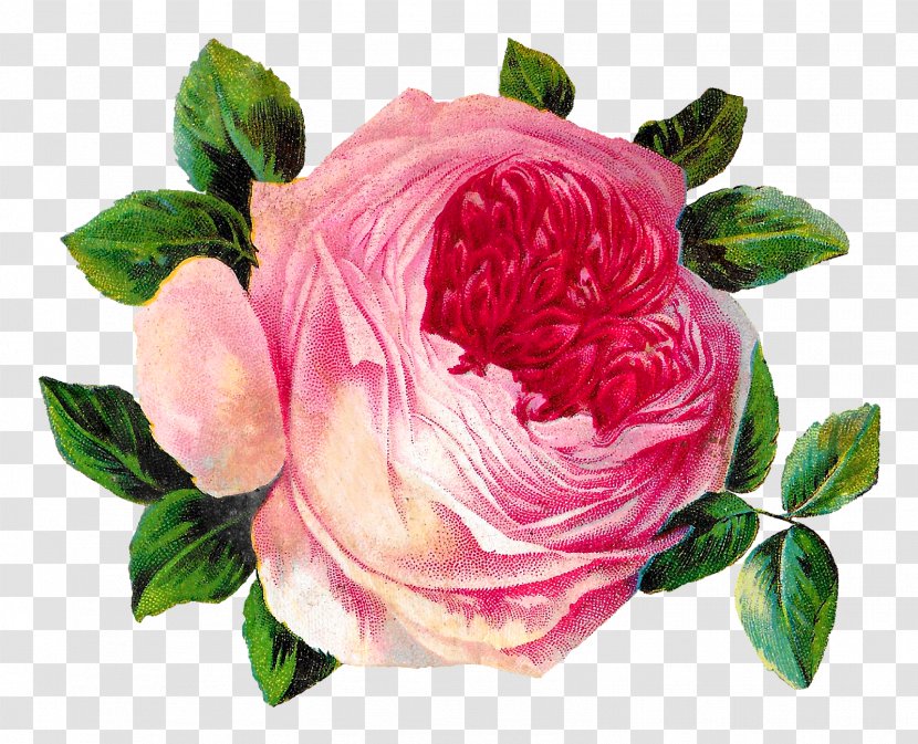 Garden Roses Cabbage Rose Floribunda Pink Clip Art - Petal - Flower Transparent PNG