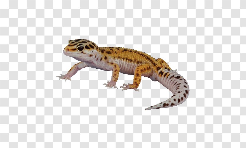 Afghan Leopard Gecko Reptile Lizard Chameleons Transparent PNG