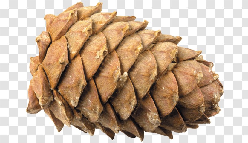 Conifer Cone Pine Clip Art Transparent PNG