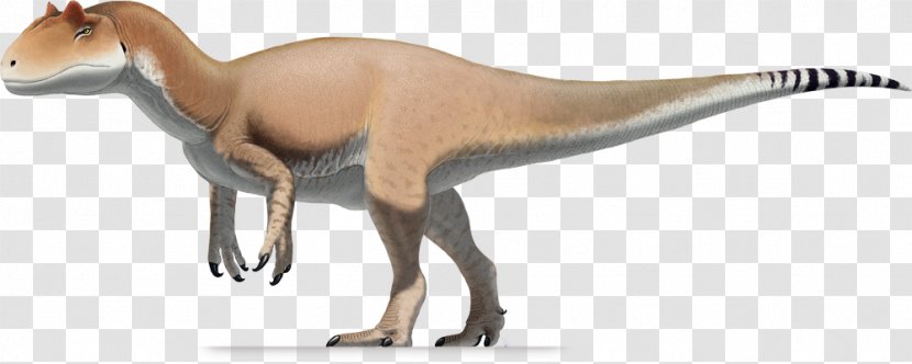 Allosaurus Antrodemus Saurophaganax Tyrannosaurus Stegosaurus - Carnosauria - Dinosaur Transparent PNG