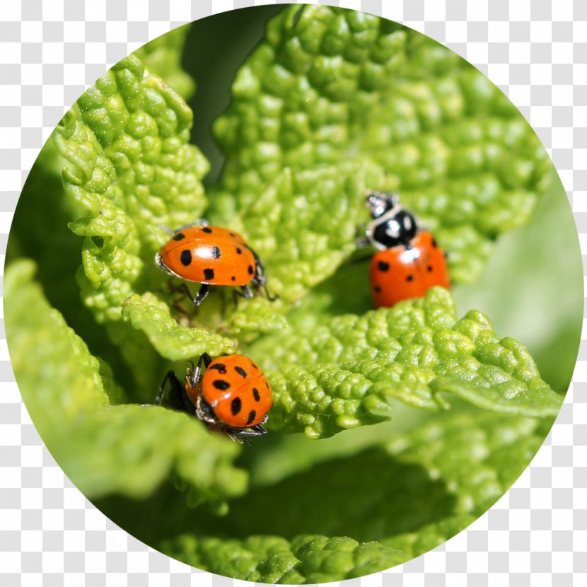 Beetle Garden Centre Ladybird Plant - Ladybug Transparent PNG