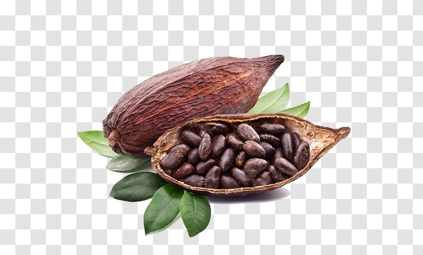 Criollo Cocoa Bean Chocolate Liquor Latin American Cuisine - Fermentation In Food Processing Transparent PNG