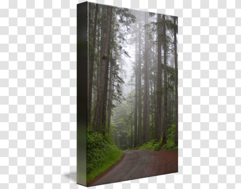 Woodland Spruce-fir Forests Temperate Coniferous Forest Biome - Road Transparent PNG