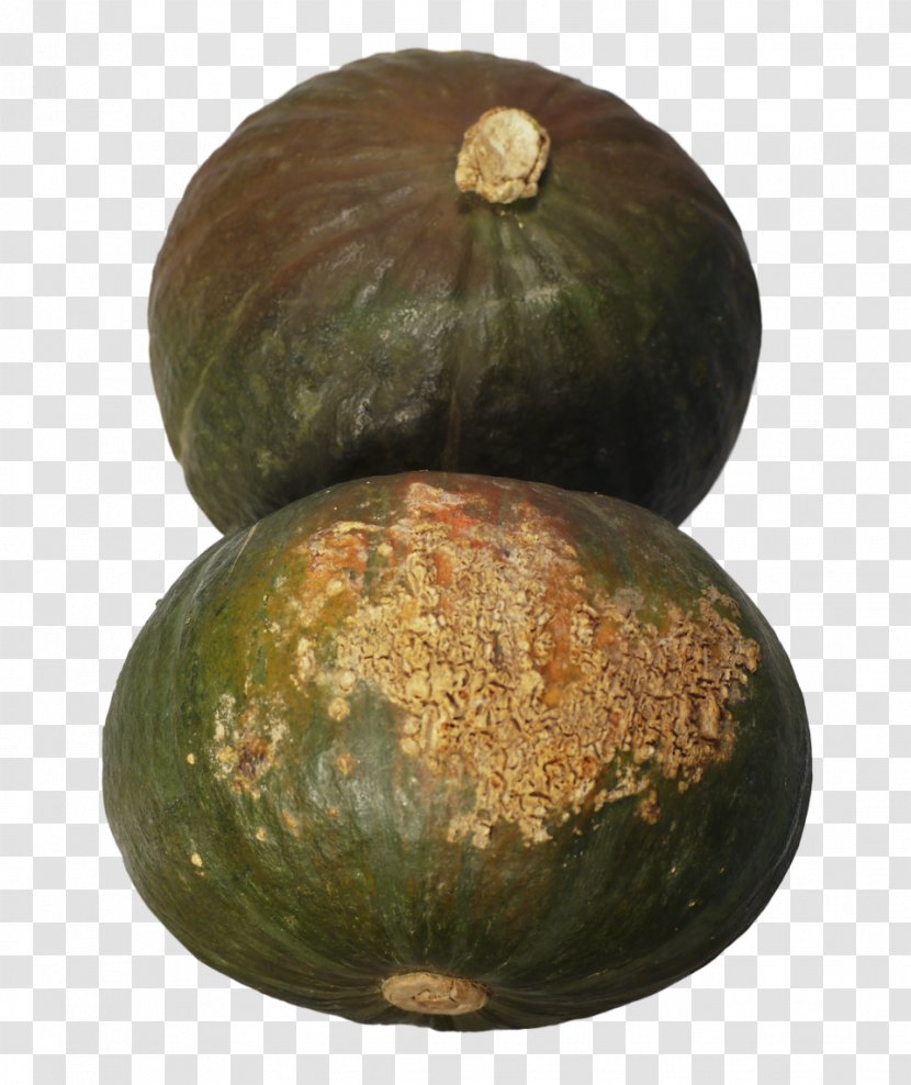 Cucurbita Watermelon Gourd Winter Squash - Ingredient - Acorn Transparent PNG