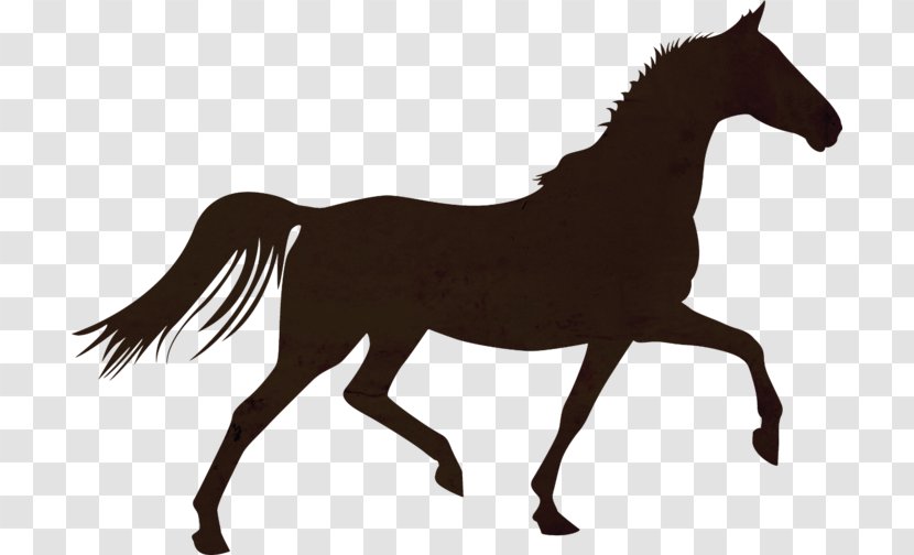 Horse Colt Foal Stallion Mare - Livestock Transparent PNG