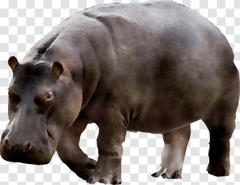 Hippopotamus Camel Union Type Fauna Animal - Terrestrial Transparent PNG