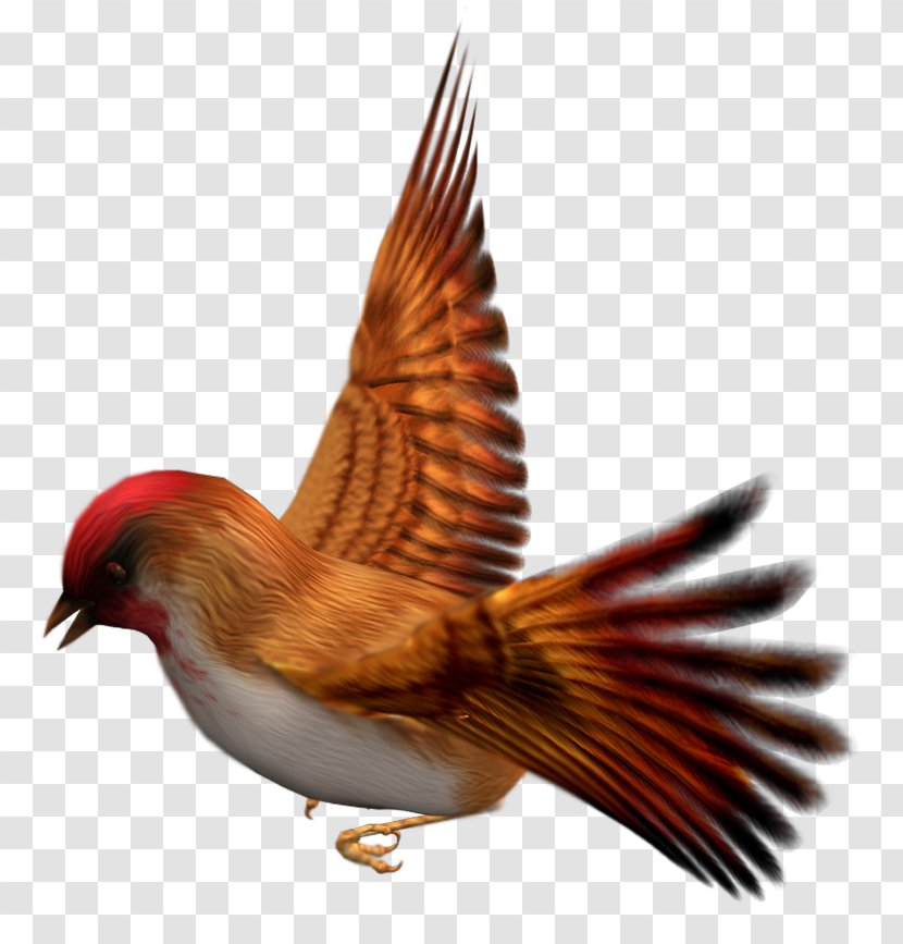 Bird Zebra Finch Clip Art - Bullfinch - Birds Transparent PNG