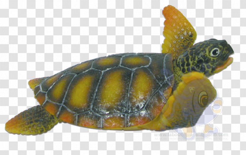 Loggerhead Sea Turtle Box Turtles Snapping Tortoise Transparent PNG