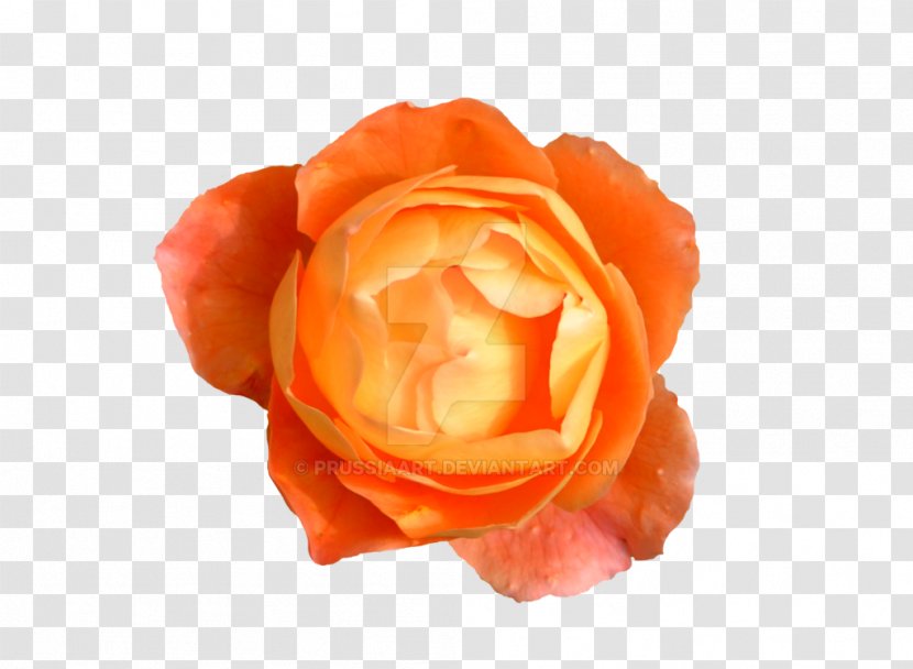 Rose Flower Orange Desktop Wallpaper - Cut Flowers Transparent PNG