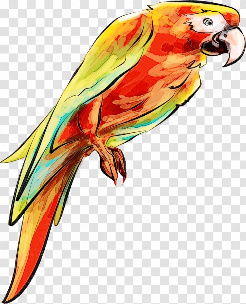Bird Parrot Macaw Beak Lorikeet - Paint - Wing Parakeet Transparent PNG