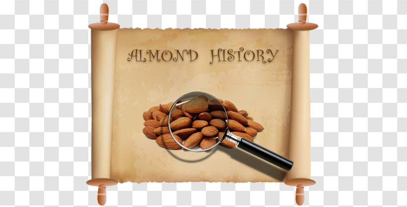 Prymage Consultancy Ltd Photograph Flavoring 1 Dram Vector Graphics Image - Stock Photography - Almonds History Transparent PNG