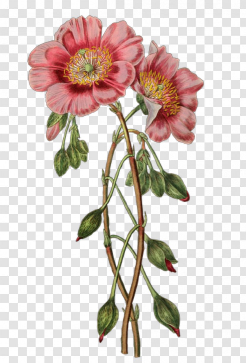Botanical Illustration Flower Clip Art - Drawing Transparent PNG
