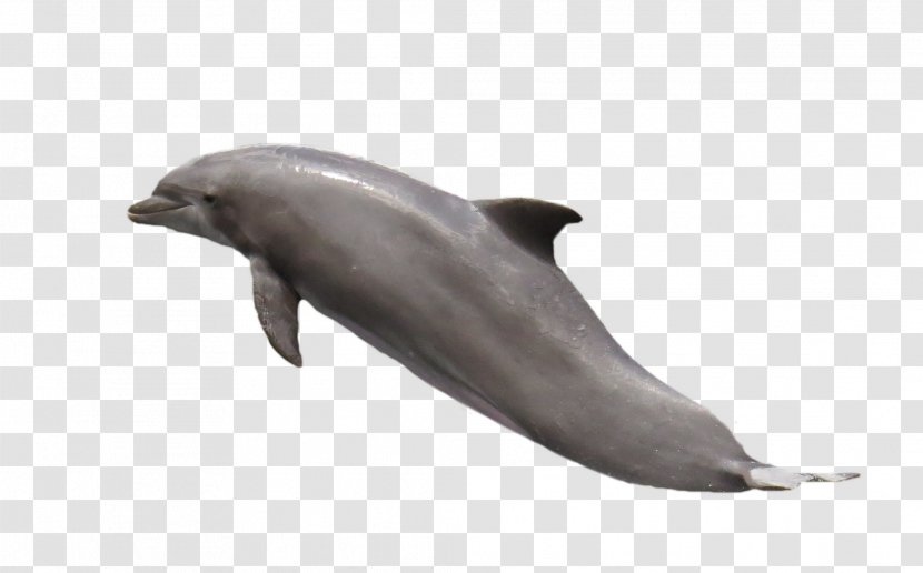 Common Bottlenose Dolphin Tucuxi - Short Beaked Transparent PNG