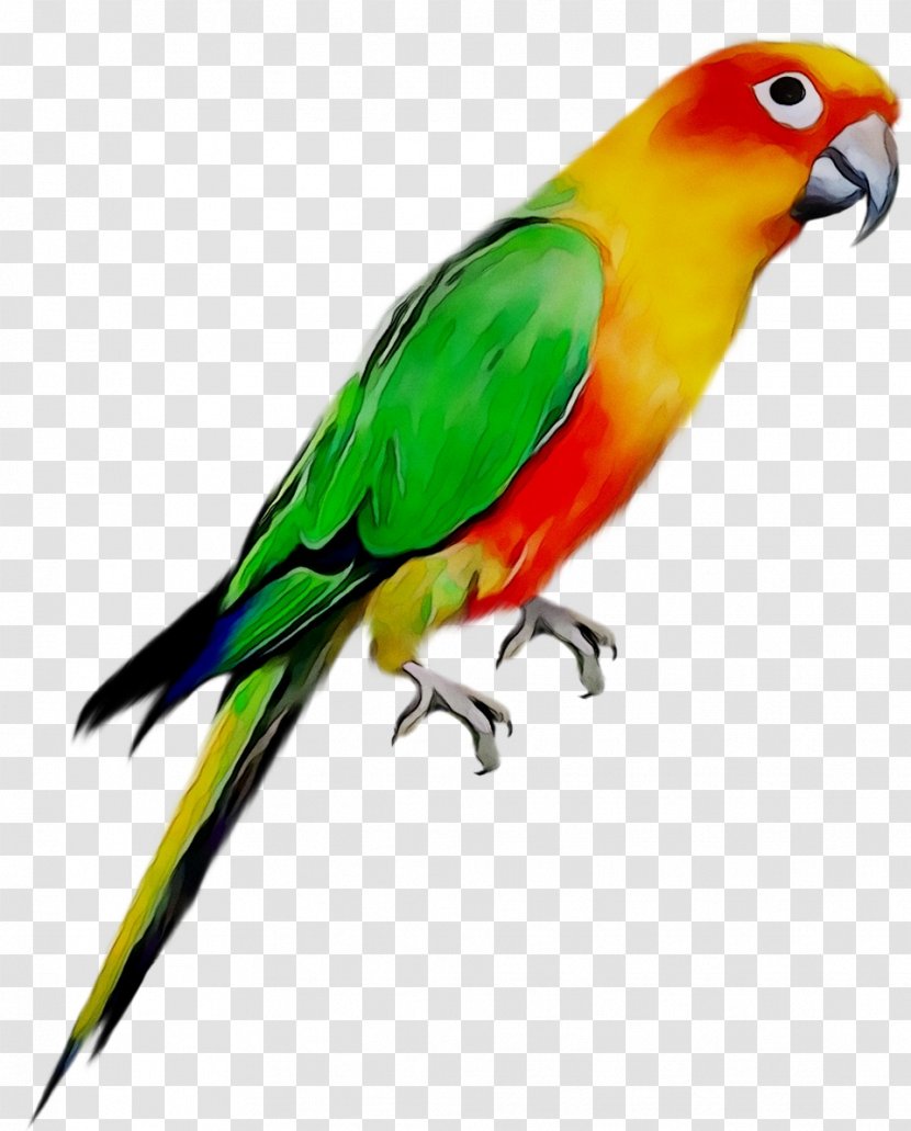 Parrot Bird Ghana Kumasi High School Pet - Wing Transparent PNG