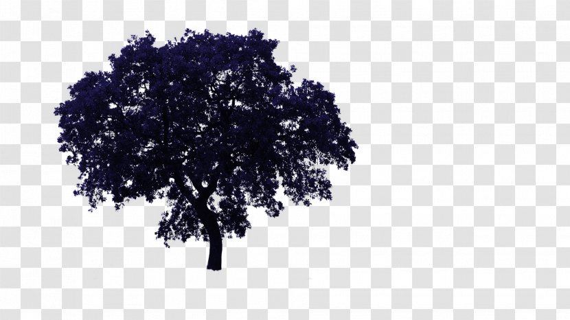 Tree Oak Clip Art - Woody Plant - Layer Transparent PNG