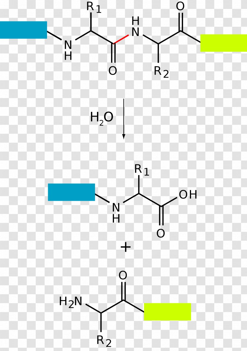 Proteolysis Hydrolysis Protein Peptide Bond - Amine - Dipeptidyl Peptidase4 Transparent PNG