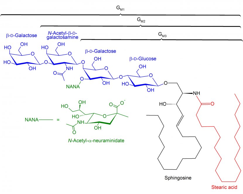Ganglioside GM1 GM2 GM3 Gangliosidosis - Area - 1 2 3 Transparent PNG