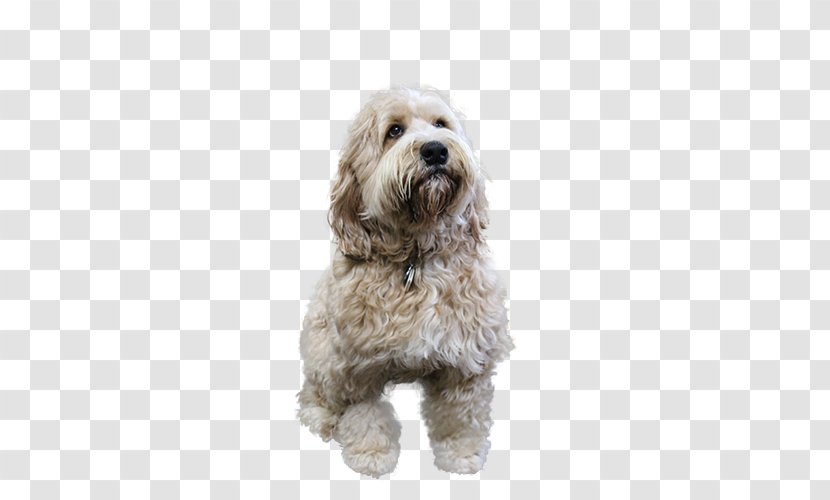 Lion Cartoon - Spaniel - Havanese Poodle Transparent PNG