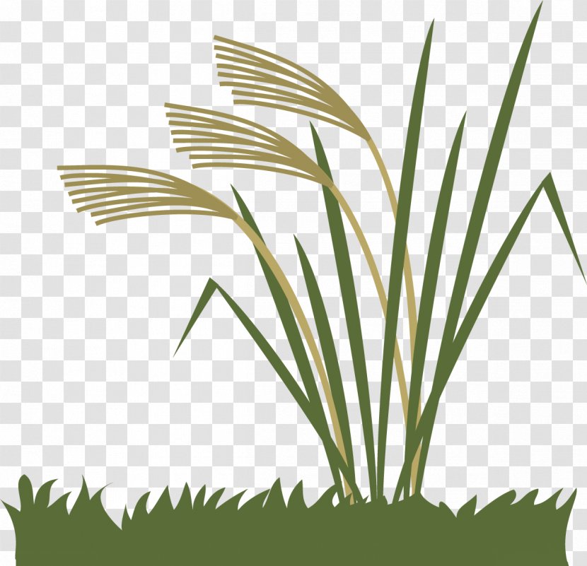 Chinese Silver Grass Grasses - Palm Tree - Fall Season Transparent PNG