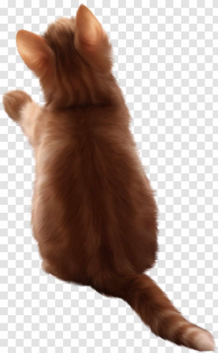 Cat Kitten Photography Clip Art - Digital Image - Cats Transparent PNG