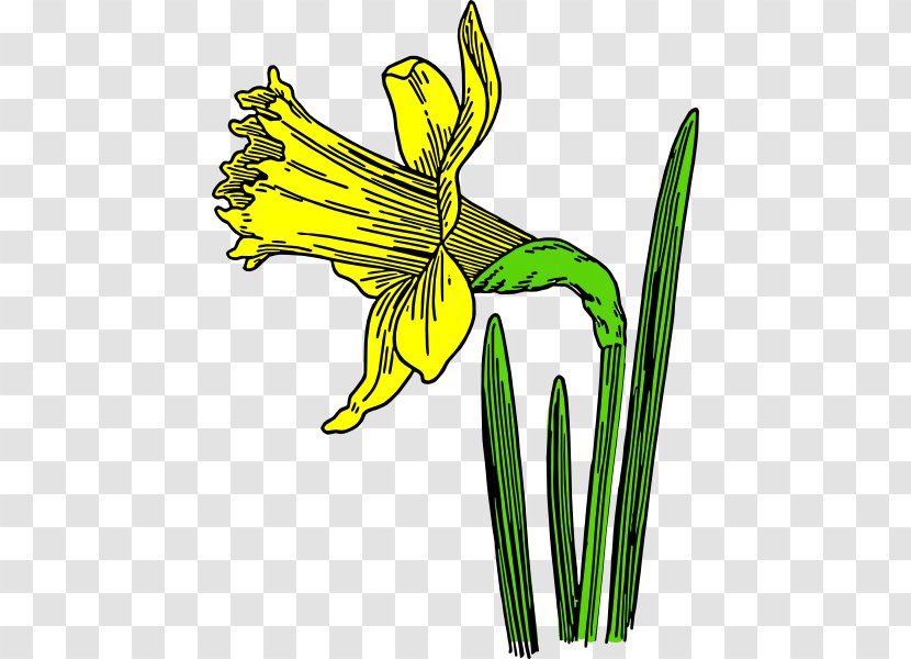 Daffodil Flower Black And White Drawing Clip Art - Cartoon Transparent PNG