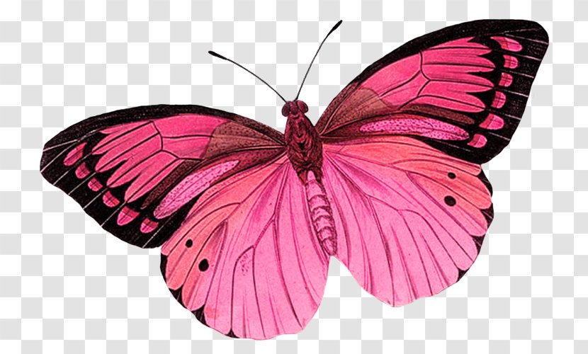 Monarch Butterfly Greta Oto Clip Art - Blue - Pink Background Transparent PNG